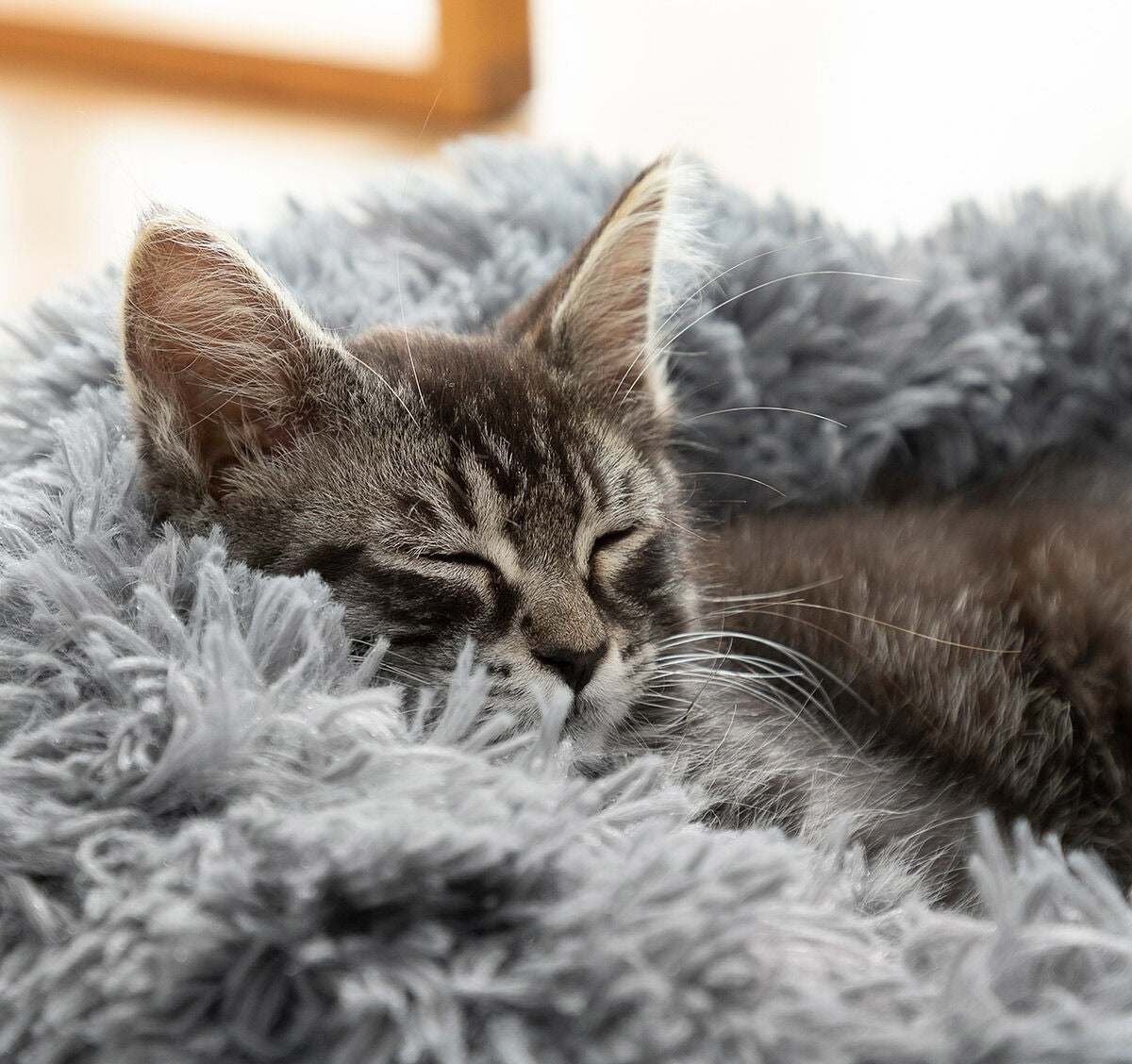Alvo cica a fekhely plussz peremen